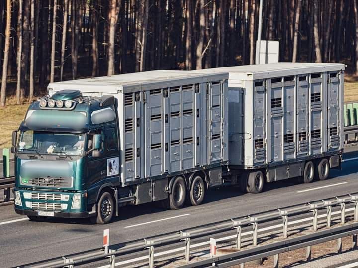 camion trasporto bestiame Volvo FH 12 + rimorchio trasporto bestiame